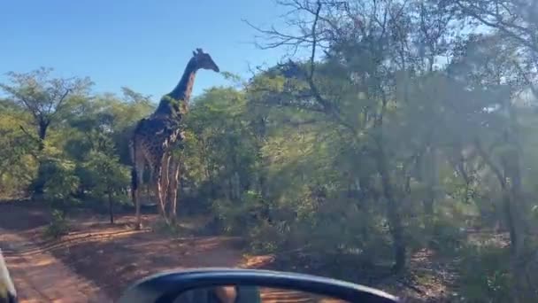 Närmar Sig Med Fordon Till Manlig Giraff Safari Sydafrikanska Nationalparken — Stockvideo