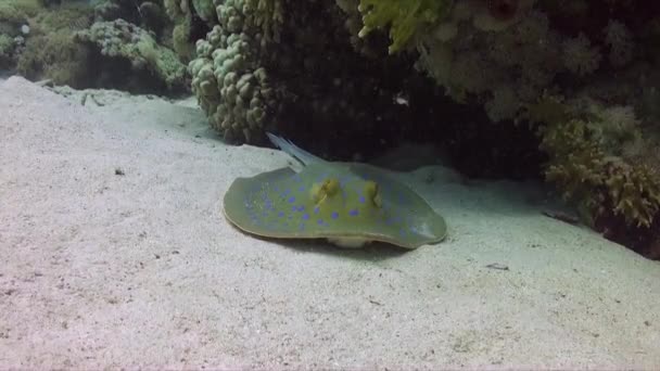 Blue Spotted Ribbontail Ray Descansando Fundo Oceano Arenoso Mar Vermelho — Vídeo de Stock