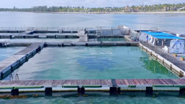 Dolphin Island Park Floating Sea Surface Punta Cana Dominican Republic — Vídeo de Stock