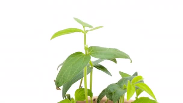 Φυτά Που Αναπτύσσονται Λευκό Πλαίσιο Πλήρωσης Υποβάθρου Χρονική Υστέρηση — Αρχείο Βίντεο