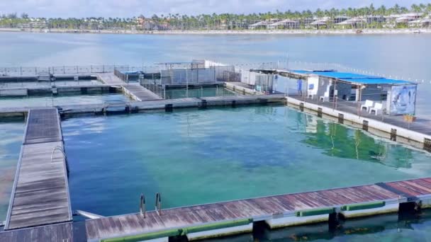 Perspektywa Drona Lecąca Małej Wysokości Pływającego Parku Delfinów Punta Cana — Wideo stockowe