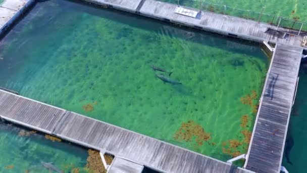 两个海豚在多米尼加共和国蓬塔卡纳岛公园游泳池游泳的惊人视频 空中俯瞰 — 图库视频影像