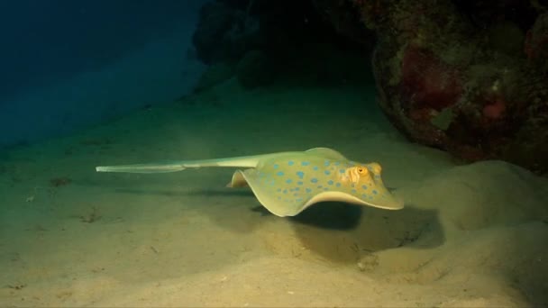 Μπλε Spotted Ακτίνα Κολύμπι Πάνω Από Τροπικό Κοραλλιογενή Ύφαλο Στην — Αρχείο Βίντεο