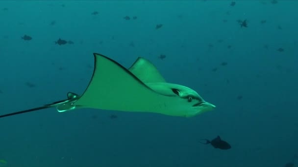 Spotted Ray Passing Close Front Camera Swimming Tropical Coral Reef — Stockvideo