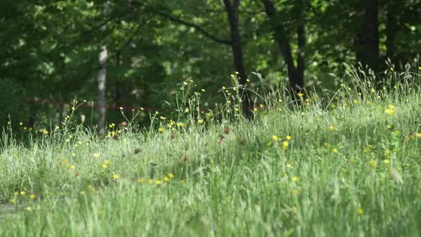 Beautiful Yellow Flowers Gently Flutter Breeze Grass — Vídeos de Stock