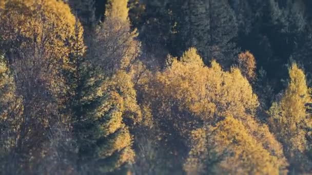 Floresta Mista Colorida Outono Câmara Lenta Direita — Vídeo de Stock