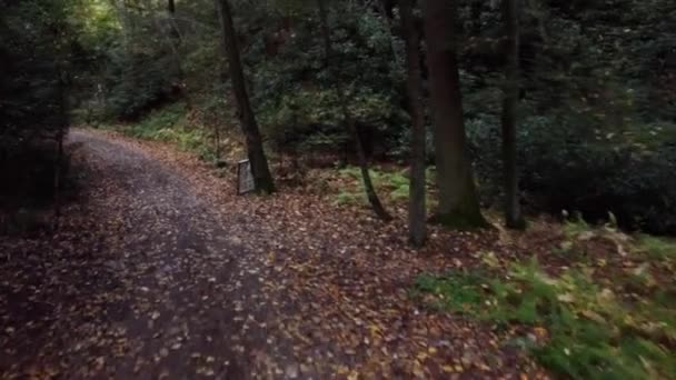 Természeti Ösvény Egy Lombhullató Erdőben Lehullott Levelekkel Egy Ferde Ablakkerettel — Stock videók