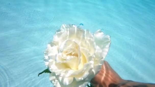 Slow Motion Underwater Handheld Shot White Rose Bubbles Summertime — 비디오