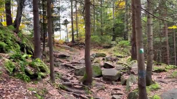 Beautiful Autumn Forest Carpathians — Stockvideo