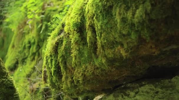 Rocks Overgrown Dense Moss — Stock Video