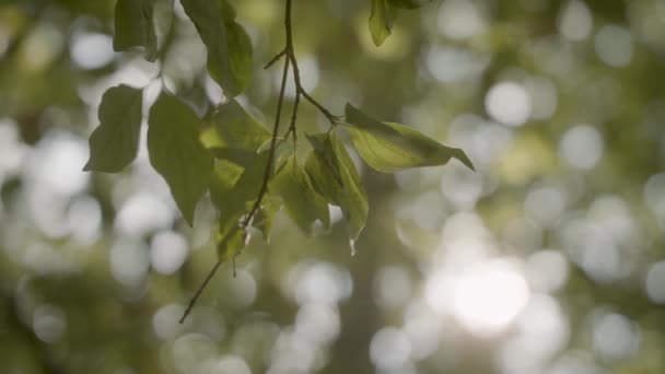 森の中の葉の平和的なボケショット 天蓋を突破日光 — ストック動画