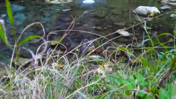 Vom Boden Auf Den Blue Pool Forest Wasserfall Der Nähe — Stockvideo