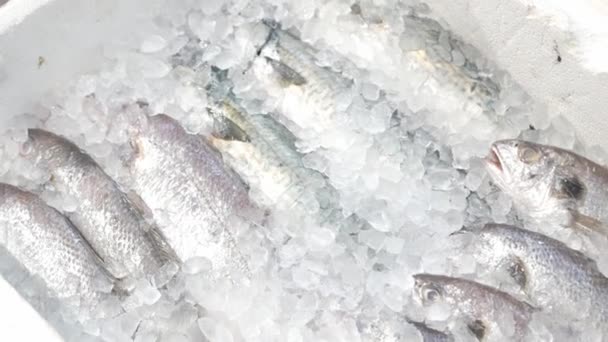 Čerstvé Syrové Ryby Ledě Supermarketu Studená Čerstvost Ryby Ledu — Stock video