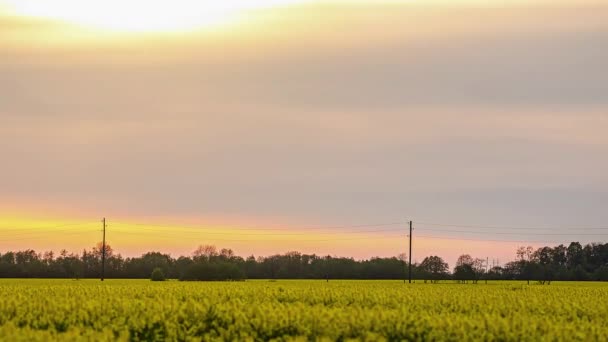 Timelapse Shot Canola Field Evening Time Rapeseed Field Dark Cloud — Vídeos de Stock