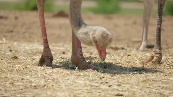 韩国庆木道安生农场 普通鸵鸟在地面觅食时的头部和脚 关门了 — 图库视频影像