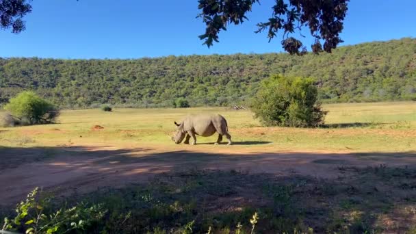 Rinoceronte Blanco Salvaje Vagando Por Pastizales Dentro Del Parque Nacional — Vídeos de Stock