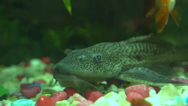 Fish Water Aquarium Sakar Fish — Stok video