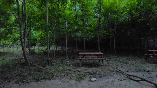 Panchine Con Tavolo Mezzo Una Foresta Fiore Con Alberi Verdi — Video Stock