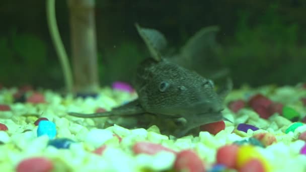 Ikan Dalam Air Akuarium Ikan Sakar — Stok Video