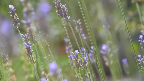 Camera Moving Backwards Lavender Plant Sunny Day Lavender Sprigs Small — Video