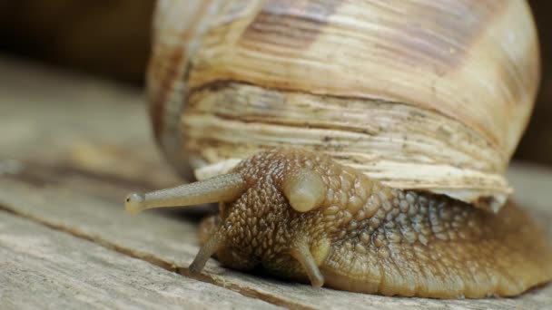 Ultra Macro Shot Van Een Slak Slak Kruipend Een Houten — Stockvideo