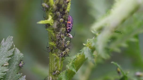 Larva Joaninha Caça Afídio Macro — Vídeo de Stock