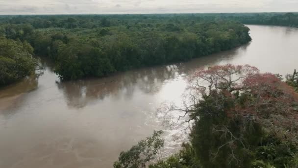 Drone Vuela Sobre Río Amazonas Con Velero Través Selva Exótica — Vídeos de Stock