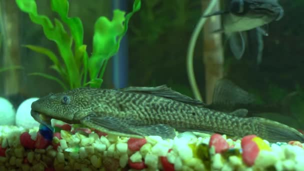 Akvaryumdaki Balık Sakar Balığı — Stok video