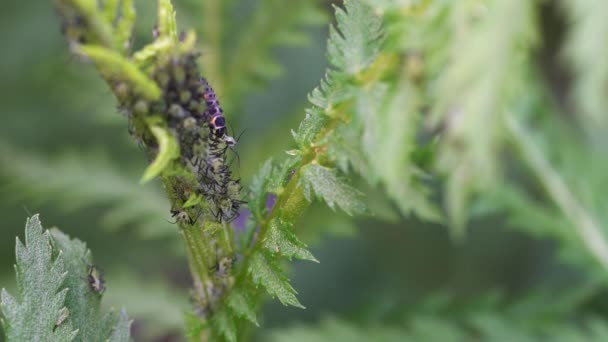 Larva Joaninha Predatória Comer Pulgão Macro — Vídeo de Stock