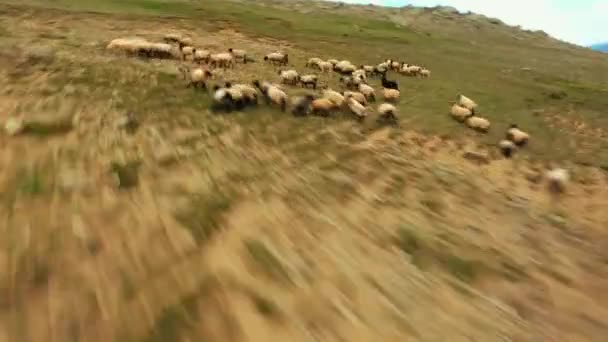Akrobatické Fpv Drone Záběr Ovce Byl Polekaný Začal Běžet — Stock video