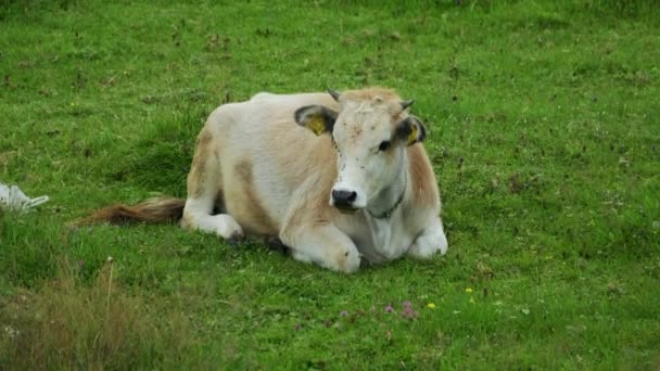 Young Calf Lying Green Grass Sunny Summer Day — Vídeos de Stock