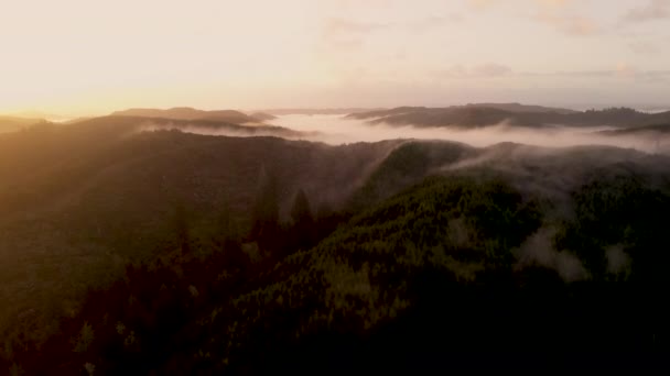 Oregon Forest Pacific Northwest Sunrise Low Fog Aerial — Vídeo de Stock