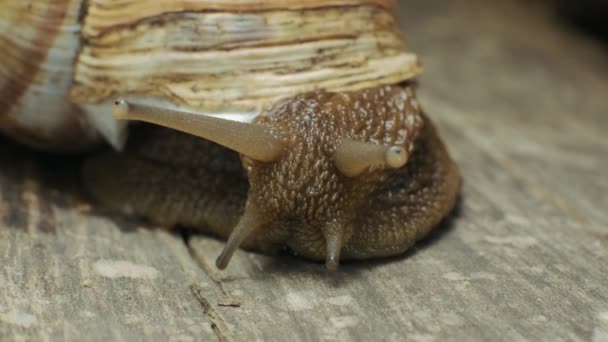 Ultra Macro Shot Snail Snail Crawling Wooden Board Macro Close — Stock Video