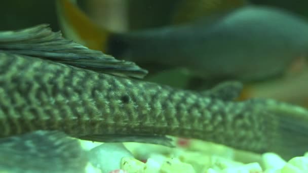 Fische Wasser Aquarium Sakarfische — Stockvideo
