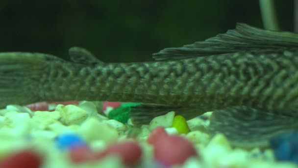 Fish Water Aquarium Sakar Fish — стоковое видео