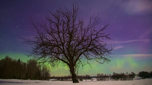 前景にチラシの木がある雪の冬の日に見える星と夜の間に青空の上にタイムラプスで輝くオーロラボレアリスの光の低角度ショット — ストック動画