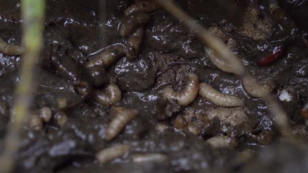 Múltiplas Larvas Corpo Morto Entomologia Criminal Forense Câmera Lenta — Vídeo de Stock
