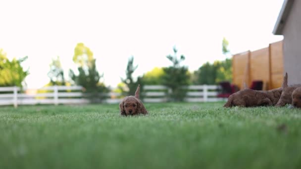 Cute Scene Newborn Dog Babies Grassy Area Playful Goldendoodle Puppies — Stockvideo