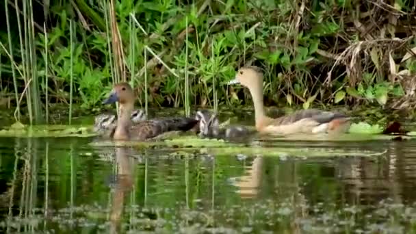 Lesser Whistling Ducks Its Babies — Stock Video