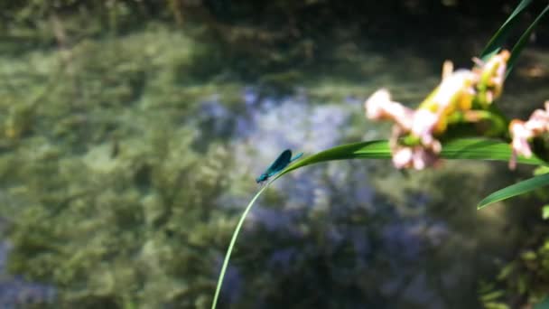 Риба Плаває Кришталево Чистій Річці Блакитна Бабка Дамігелла Приземляється Очерет — стокове відео