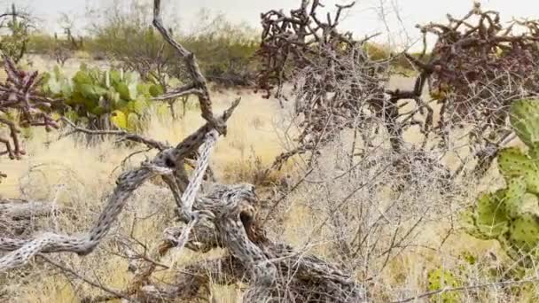 Suchá Arizonská Pouštní Krajina Poblíž Tucsonu Detailní Záběr Kaktusů Sukulentů — Stock video