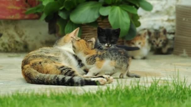 Kittens Zuigen Melk Van Moeder Kat Borstvoeding Kittens Tuin Close — Stockvideo