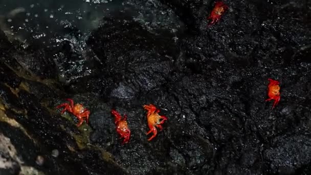 Red Sally Lightfoot Crabs Black Rock Santa Cruz Island Galapagos — Stockvideo