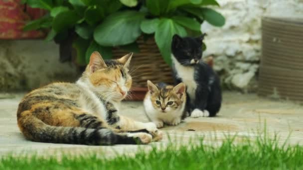 Curious Kittens Come Mothers Garden — Stockvideo