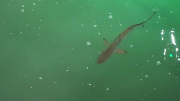 Lone Whitetip Reef Shark Swimming Surface Water Santa Cruz Galapagos — Vídeos de Stock