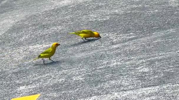 Dois Saffron Finches Procura Sementes Chão Havaí — Vídeo de Stock