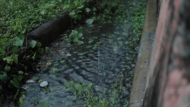 Bahçesine Yağan Yağmur Yağmurlu Ortamda Doğa Yüksek Çözünürlüklü Video — Stok video