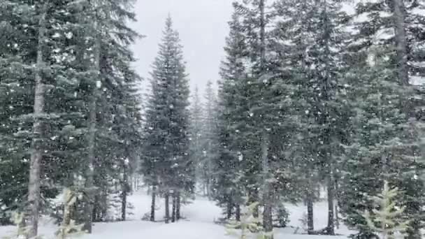 Douglas Fir Trær Oregon Skogen Nær Crater Lake Snøfnugg Som – stockvideo