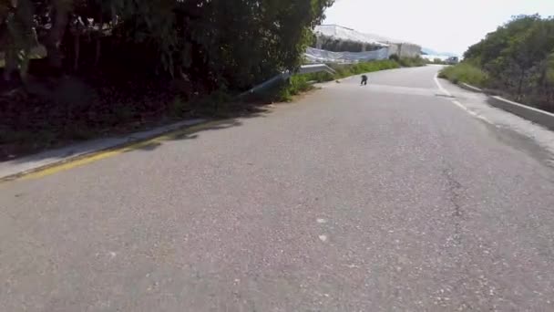 Cão Pequeno Está Correndo Uma Estrada Vazia Fora Maro Espanha — Vídeo de Stock
