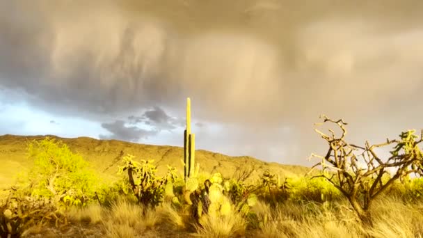 Několikanásobný Úder Blesku Nad Kaktusem Saguaro Poušti Arizona Během Období — Stock video